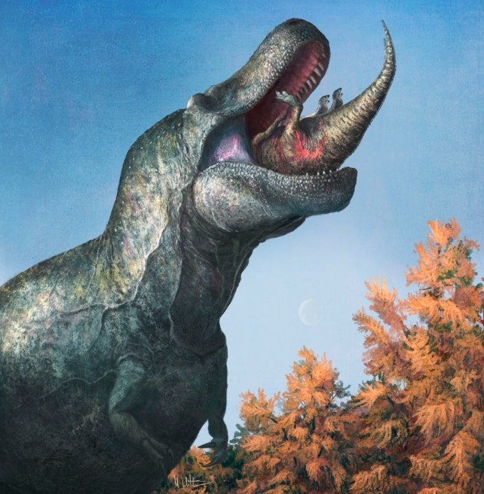 An illustration of a juvenile Edmontosaurus being eaten by a Tyrannosaurus rex with a lipped mouth