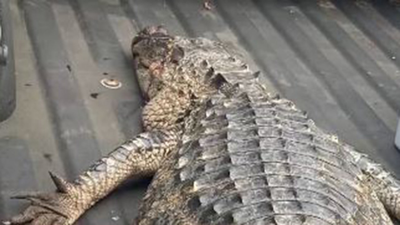 Vicious alligator attacks dog in backyard, Florida homeowner shoots reptile
