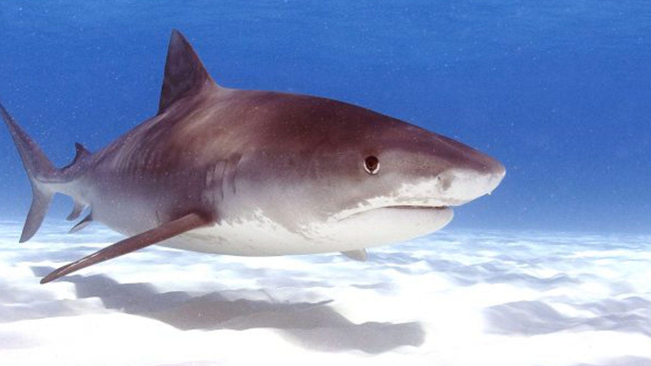 2 recovering after Labor Day shark bites at same Florida beach, officials say