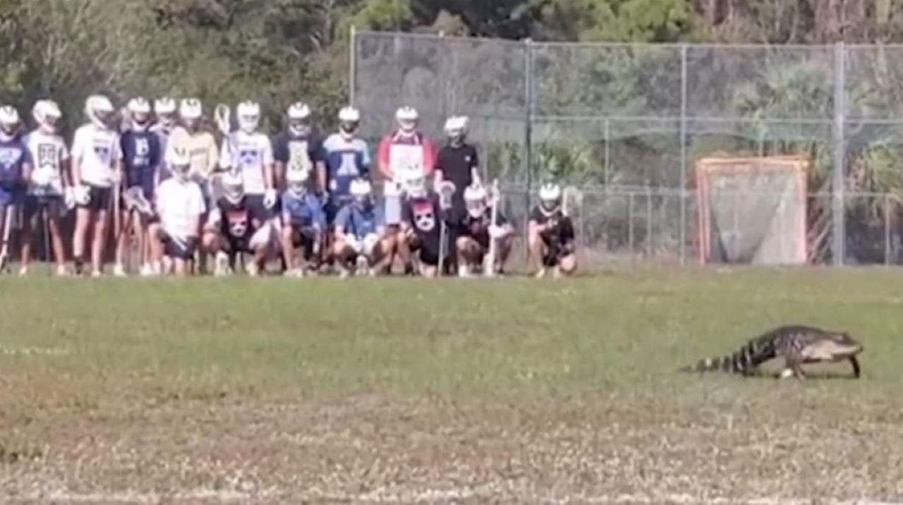 News :Lacrosse practice interrupted after alligator takes the field at Florida high school