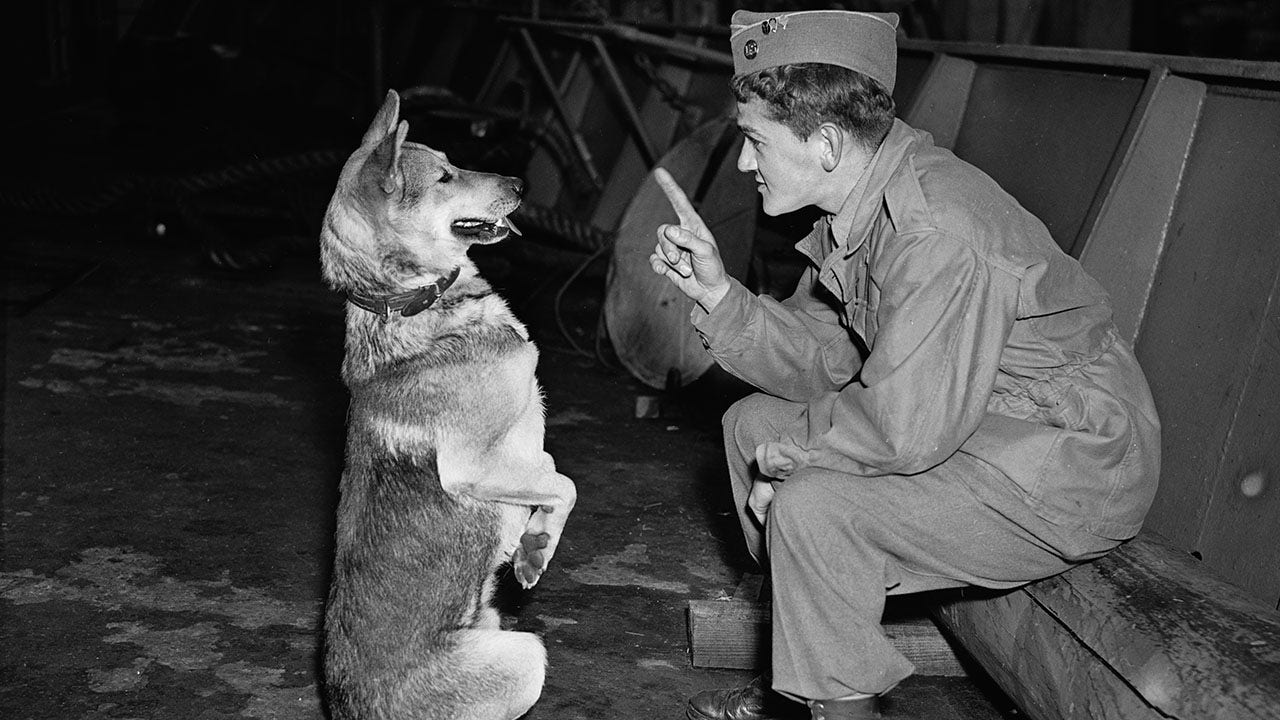 On this day in history, March 13, 1942, US Army K-9 Corps begins training dogs to fight in World War II