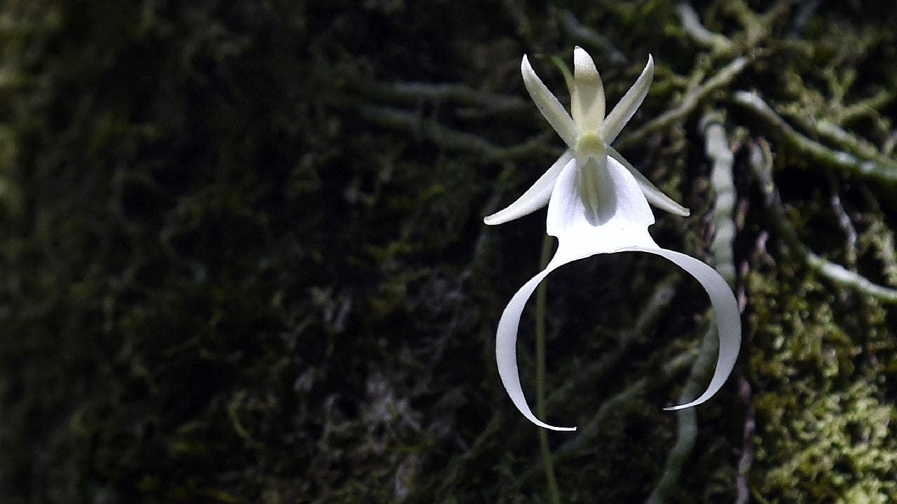 An uncommonly found and endangered 20-year-old ghost orchid blooms for only the second time in the swamp at Fakahatchee Strand Preserve State Park in Copeland, Florida, on June 29, 2016. Scientists and researchers have been growing the orchids in hopes of reintroducing the endangered species into the wild. (RHONA WISE/AFP via Getty Images)