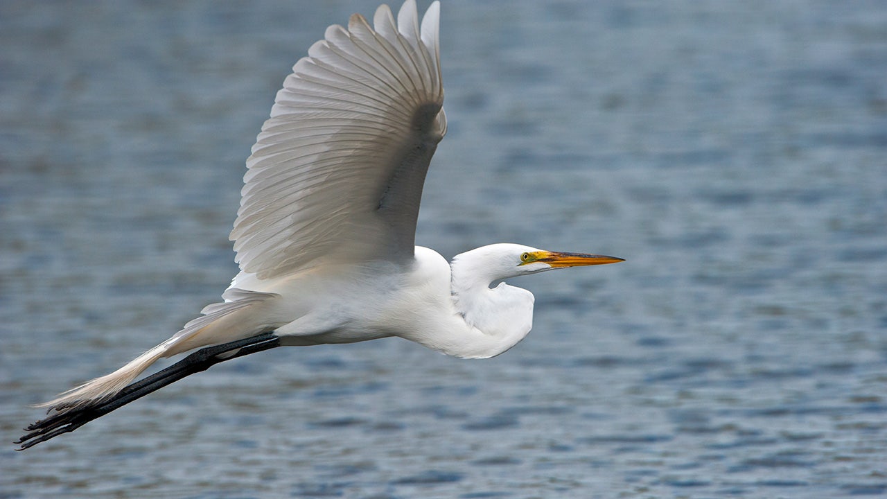 Bird dropping: Portland conservation group abandons ‘Audubon’ over ...