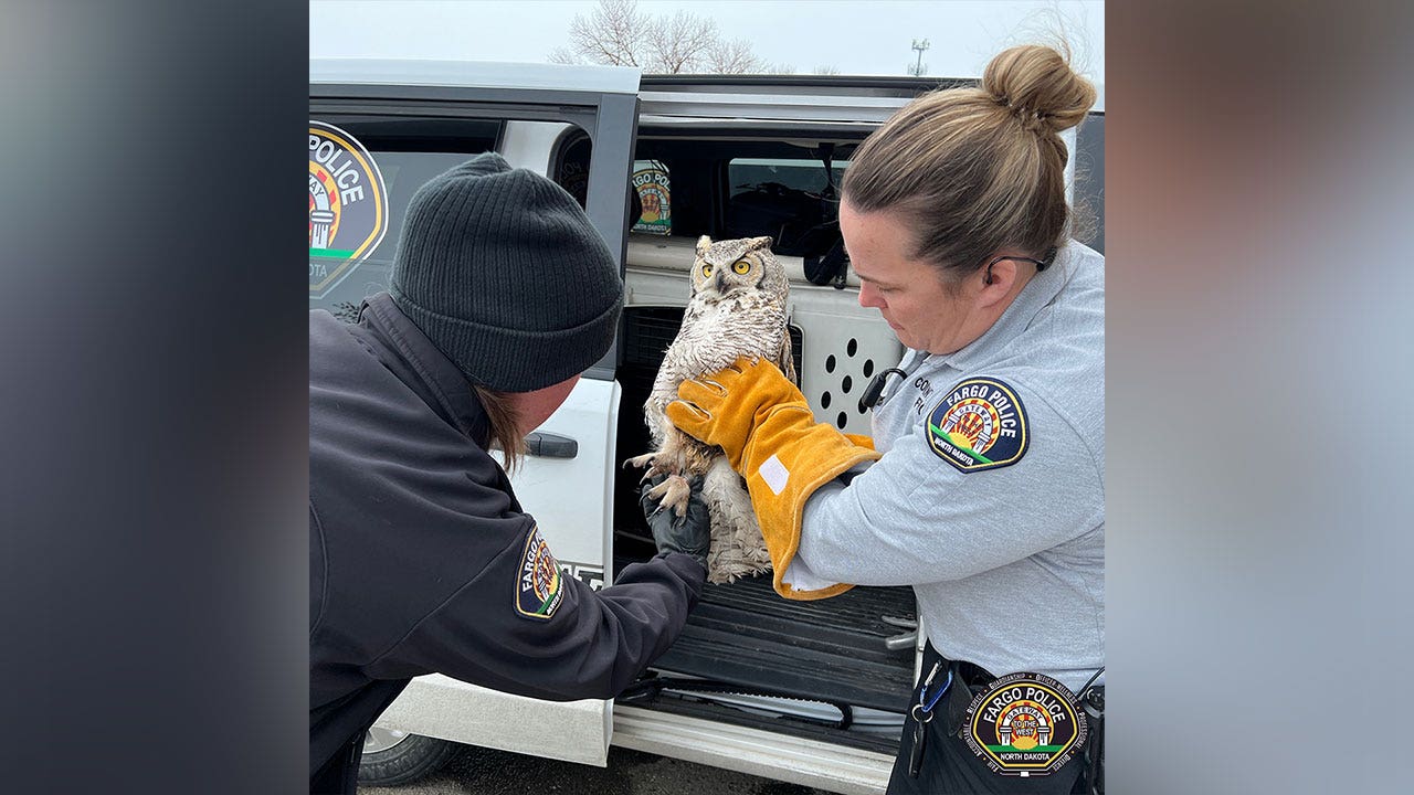 North Dakota police officer trudges through waist-deep snow to rescue injured owl