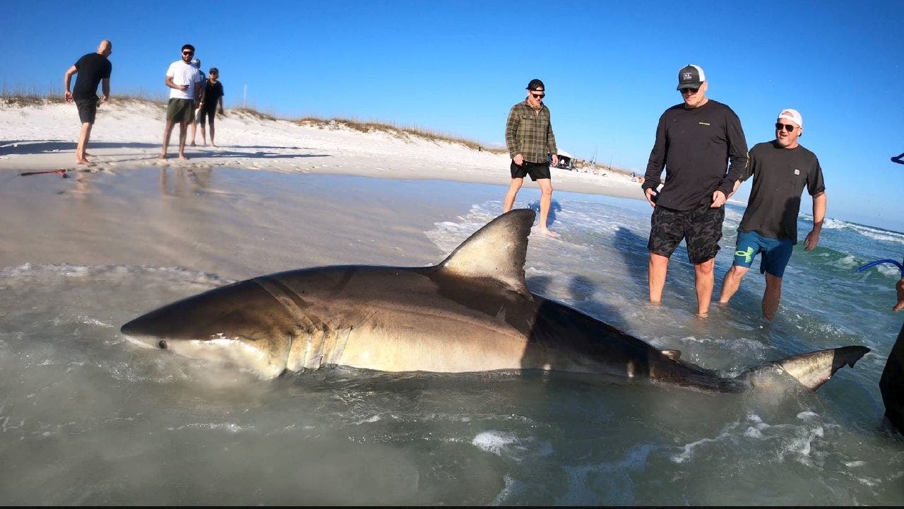 Massive great white shark caught and released at Florida beach