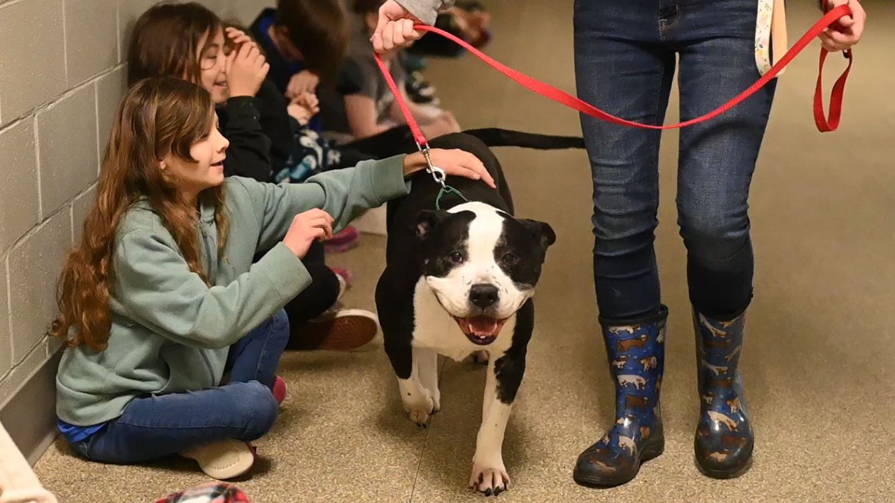 Senior dog in Maine available for adoption loves naps, treats and belly rubs