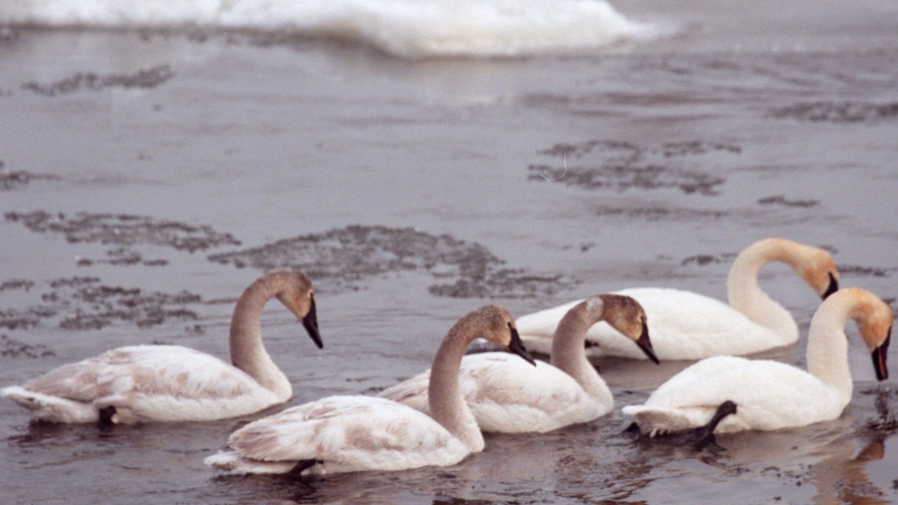 Massachusetts town says Avian Flu detected among 24 dead swans