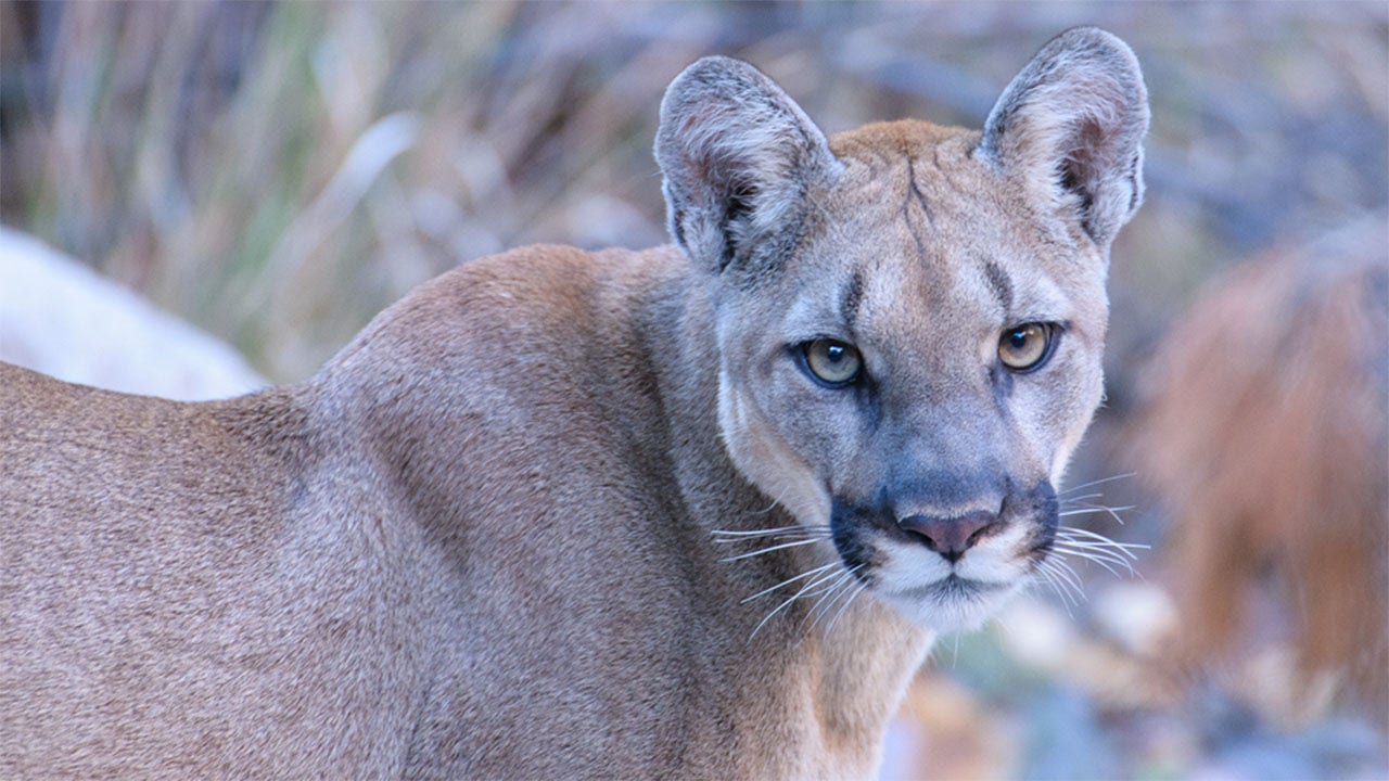 Read more about the article Mountain lion attack kills 21-year-old man, injures younger brother in California
