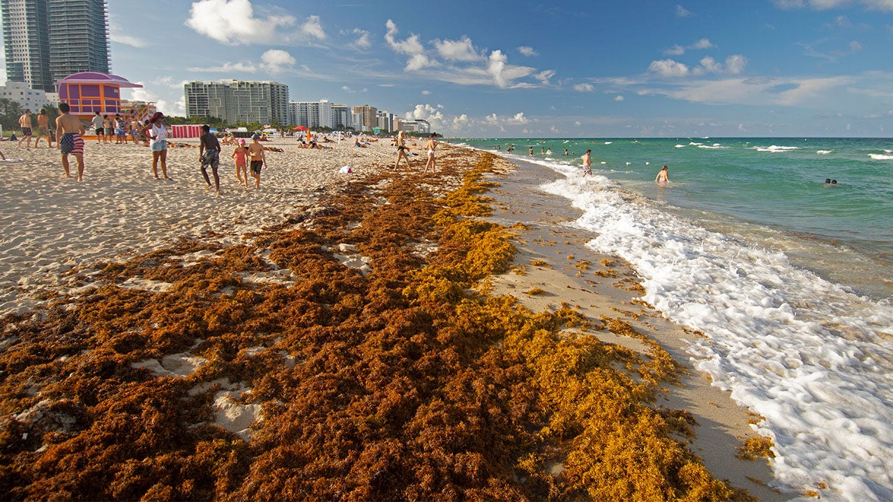 Giant blob of seaweed twice the width of US taking aim at Florida