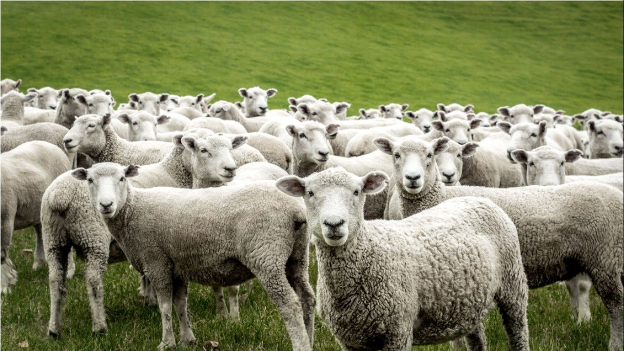 This company lets you rent sheep to mow your lawn in an environmentally friendly way