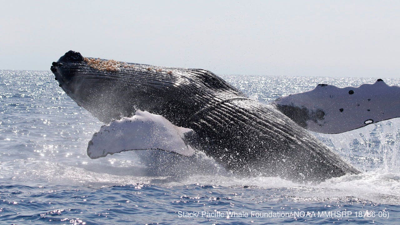 US judge seeks plan to protect humpback whales from fishery