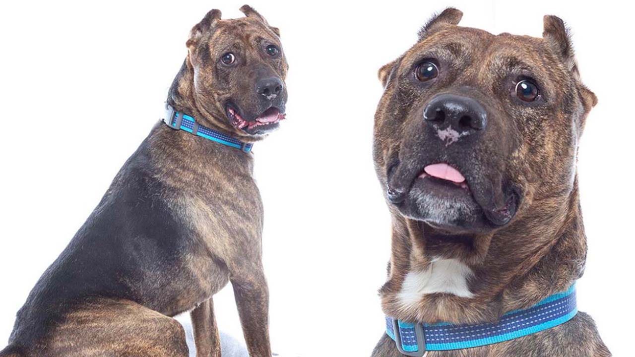 California dog Astro is looking for his forever home: ‘Perfect companion pup’