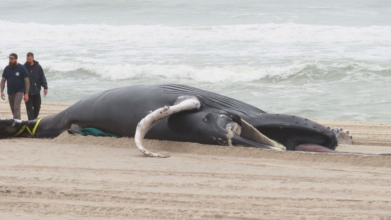 Calls grow for federal probe into whale deaths along Northeast beaches