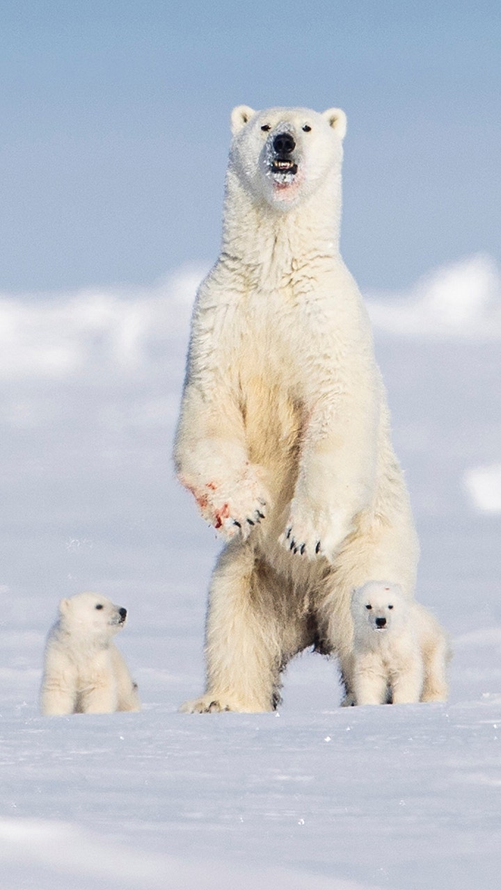polar bear with cubs