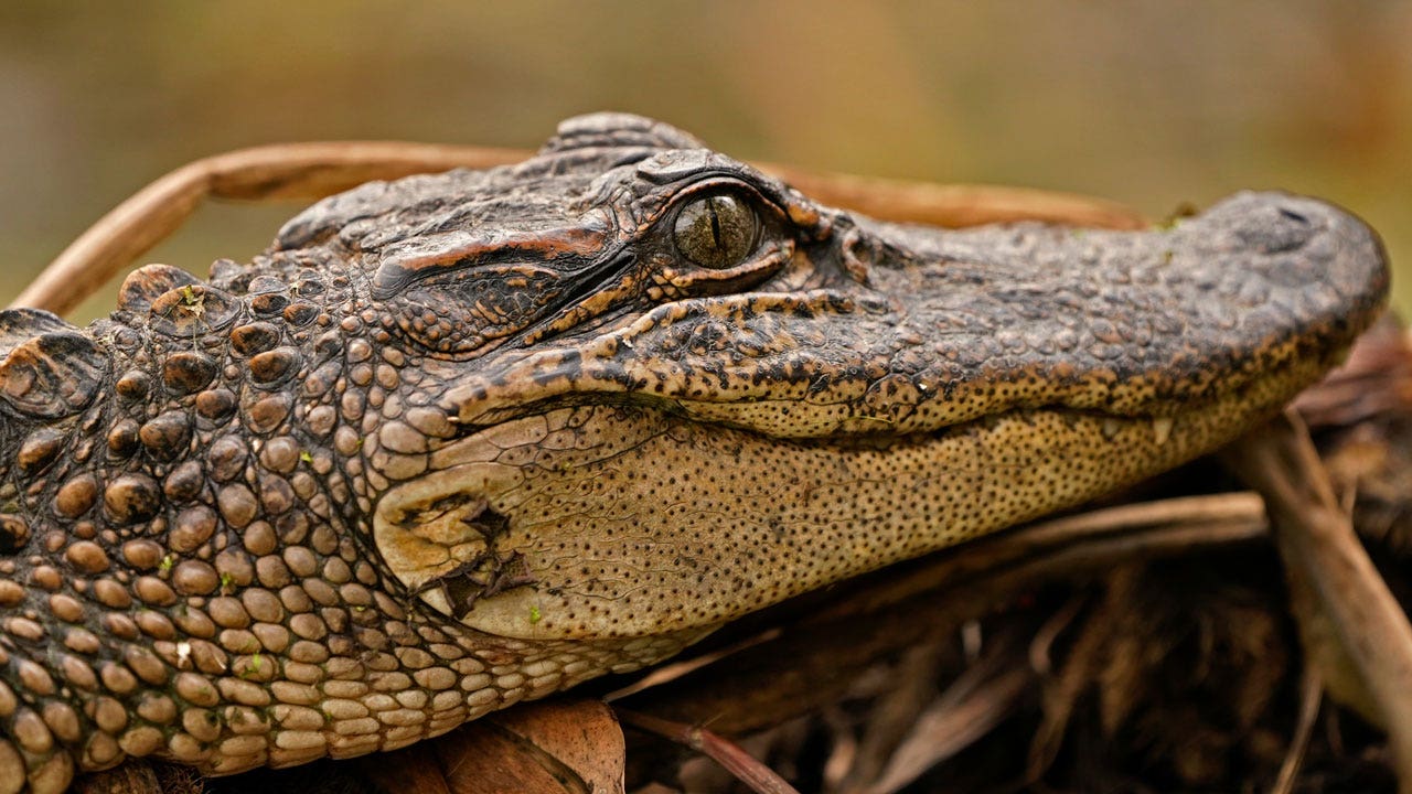 Federal judge rules against California's alligator product ban
