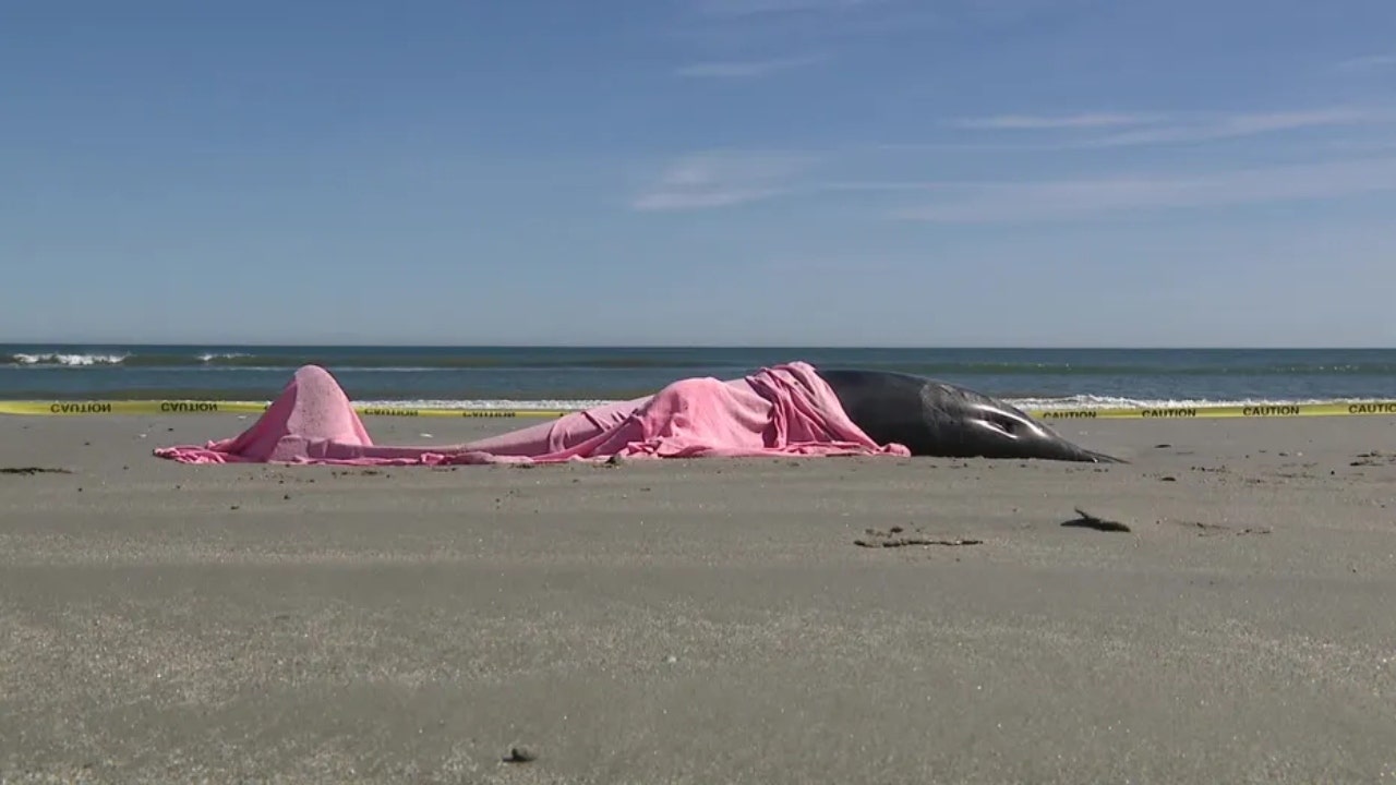 Dead dolphin found on N.J. beach is 24th to wash ashore recently, officials  say 