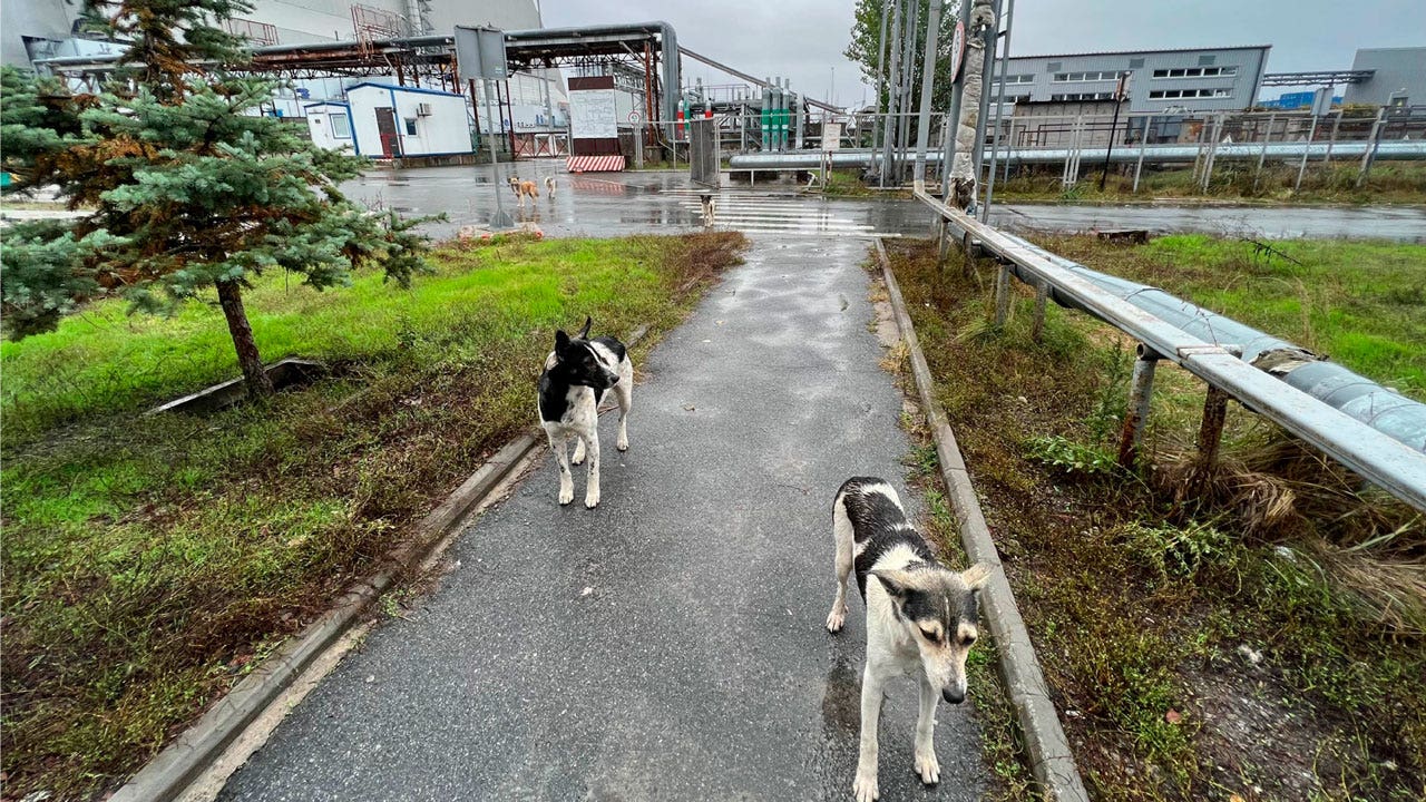 How the wild dogs of Chernobyl survive — and what humans could learn from them