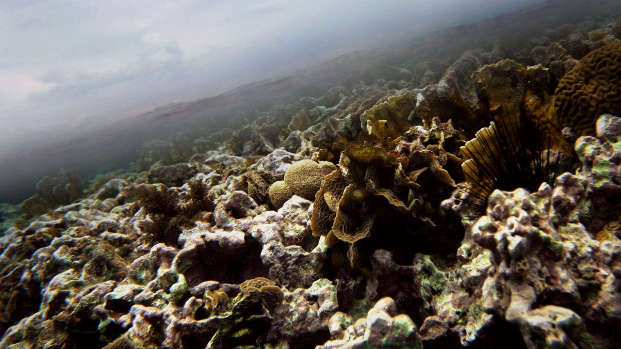 News :US lawsuit seeks to protect habitat of endangered corals