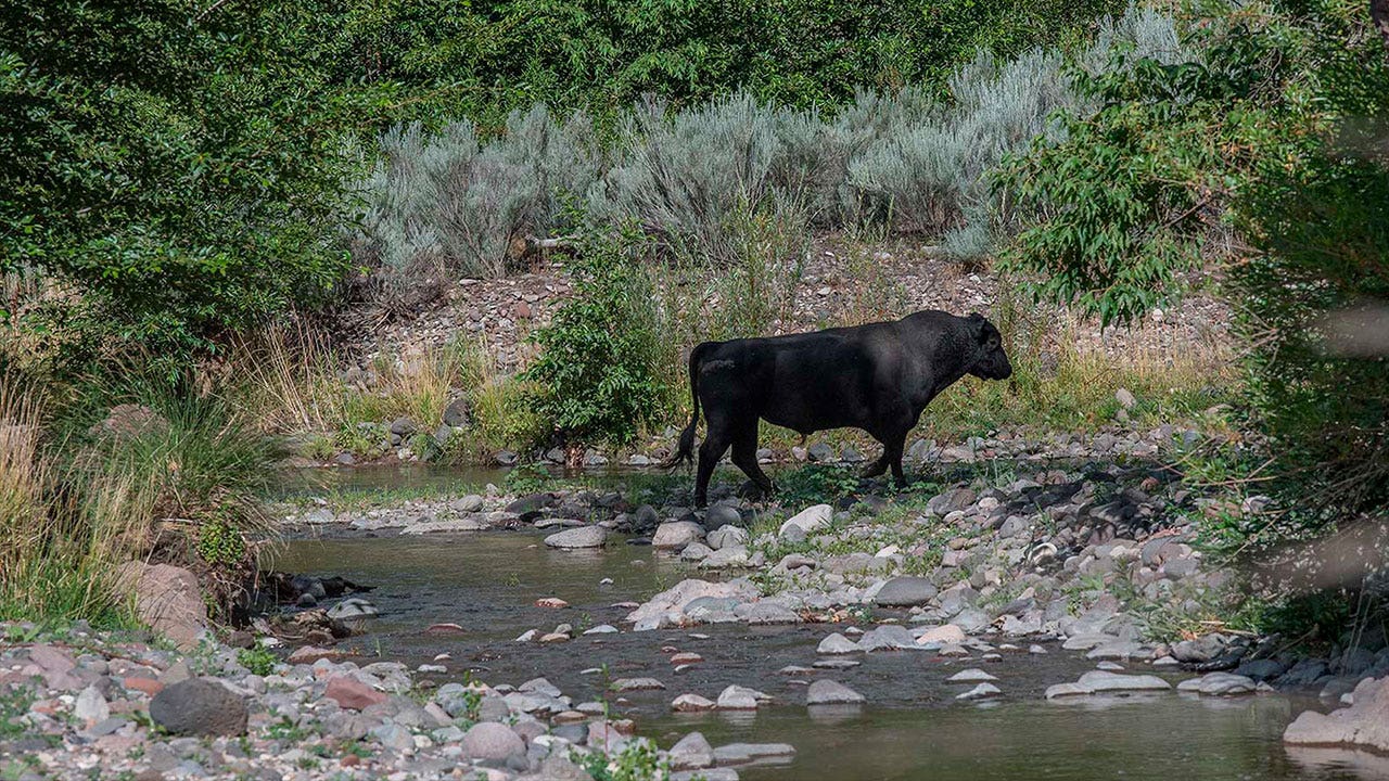 19 feral cows killed in NM in aerial operation that used high powered rifles
