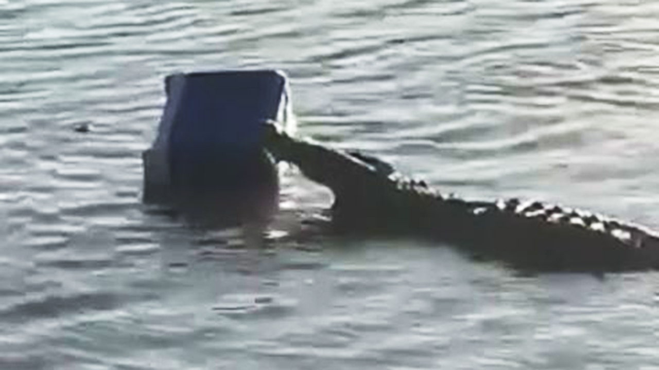 Crocodile crashes picnic, steals cooler full of alcohol: video