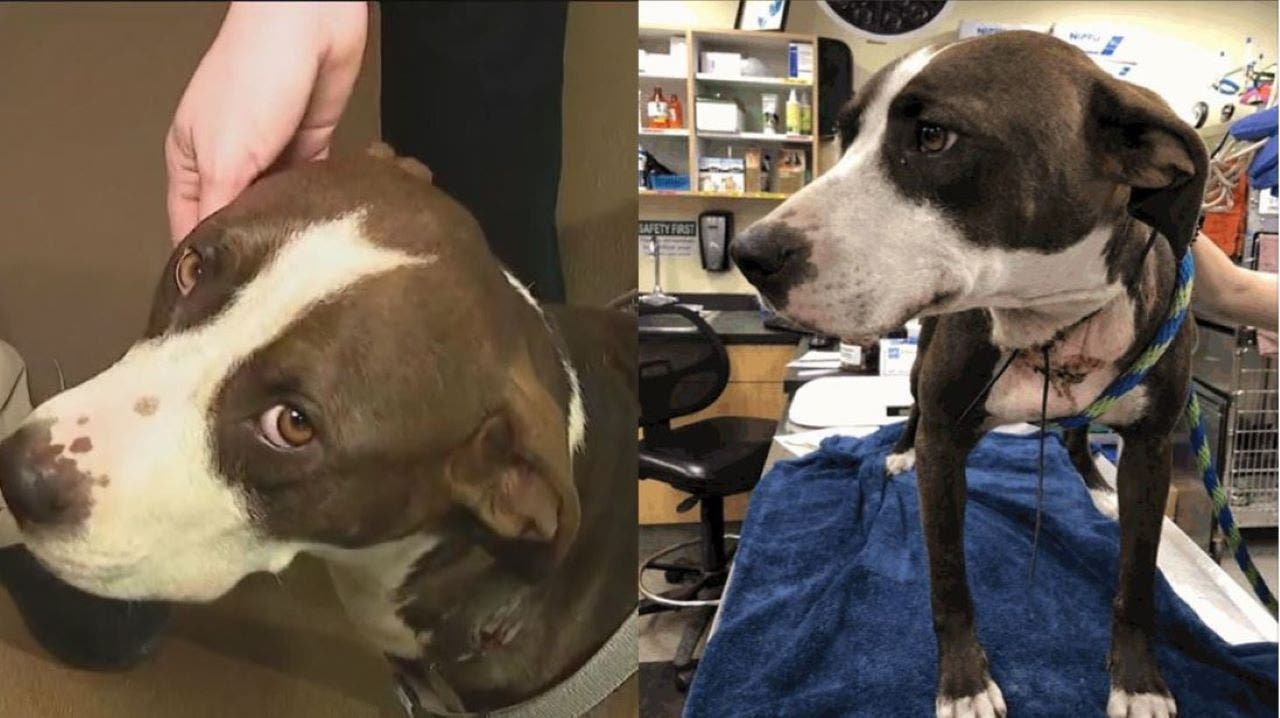 Florida dog found on side of road with blood ‘pouring from neck’, wires embedded into neck: ‘Most awful thing’