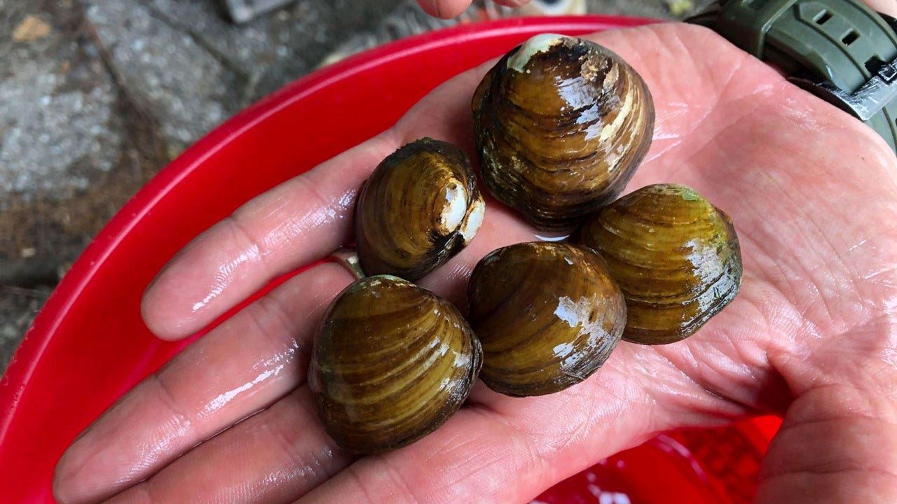 Endangered freshwater mussels granted federal protection