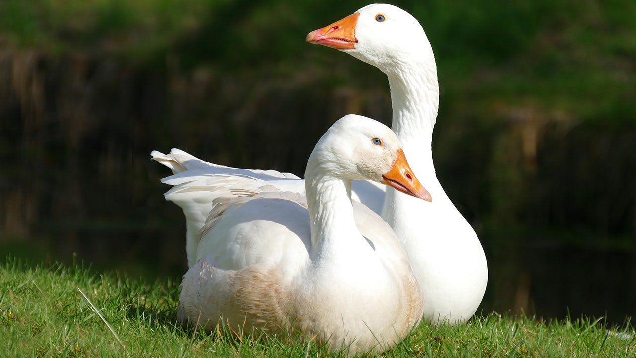 Face ID technology used on geese has troubling parallel to communist China:  expert