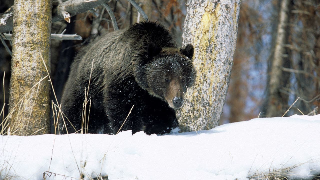 Yellowstone National Park spots first grizzly bear to emerge from  hibernation this year | Fox News