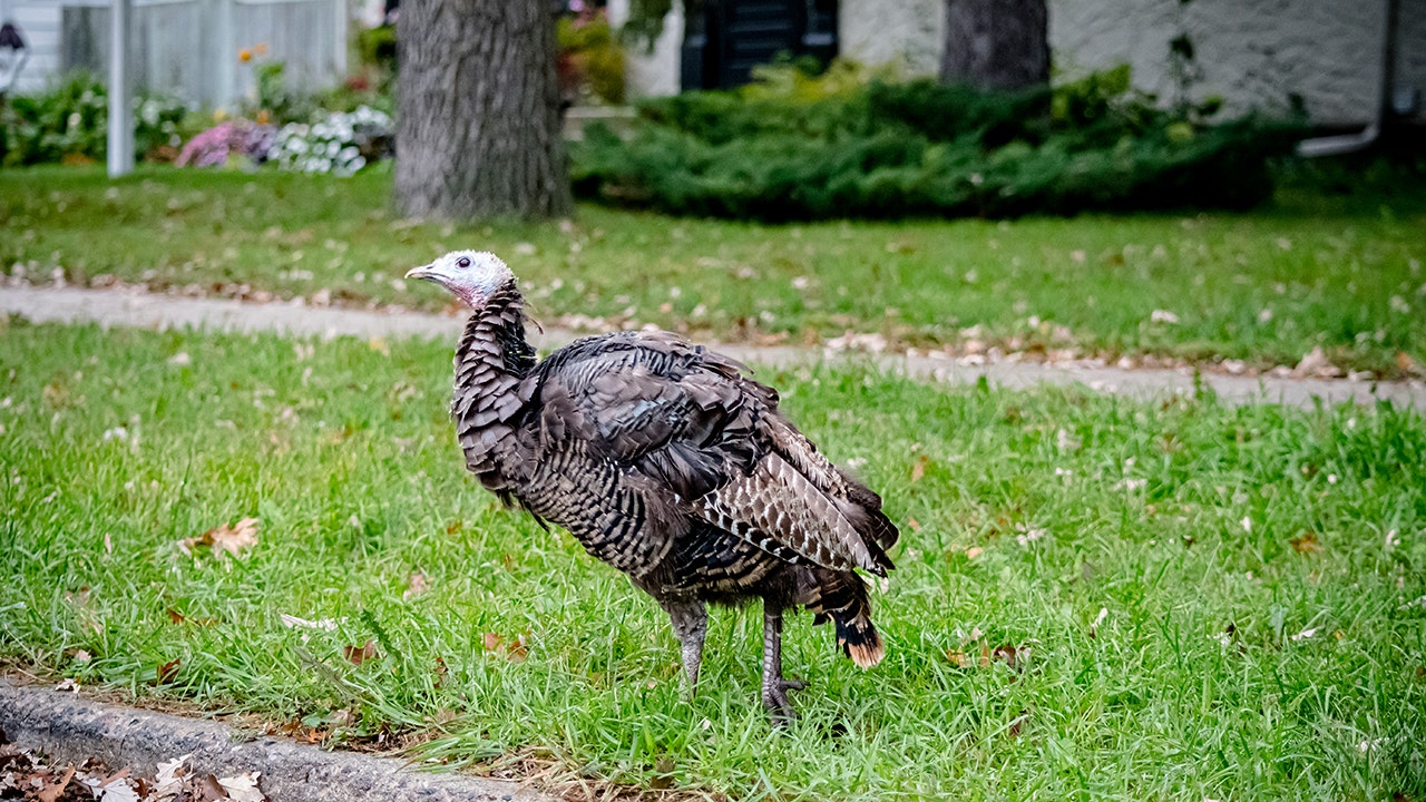 can i kill a turkey in my yard massachusetts