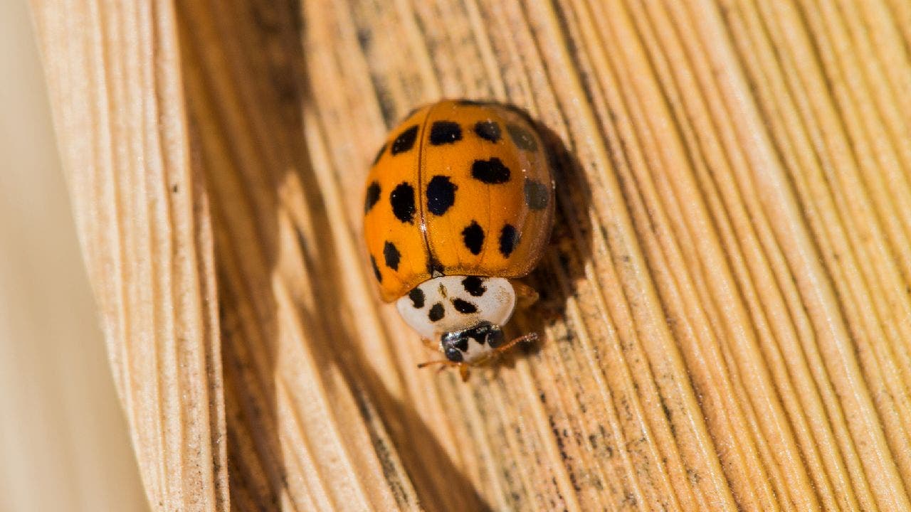Orange Ladybugs And The Spiritual Meaning Behind The Insect What To 