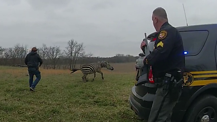 'Dangerous for human beings': Ohio zebra laws in called into question after man nearly killed