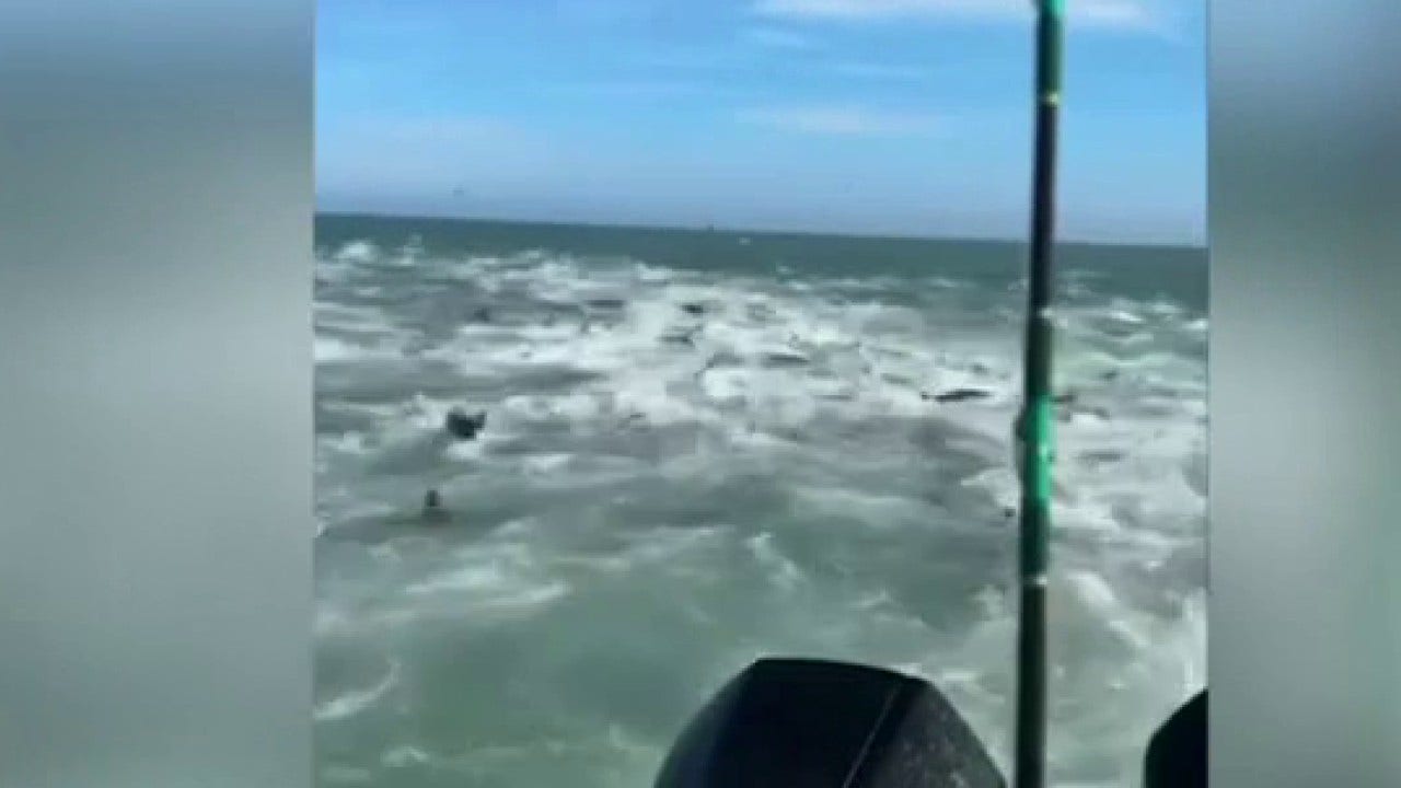 Louisiana fisherman recounts shark feeding frenzy as regulations affect ...