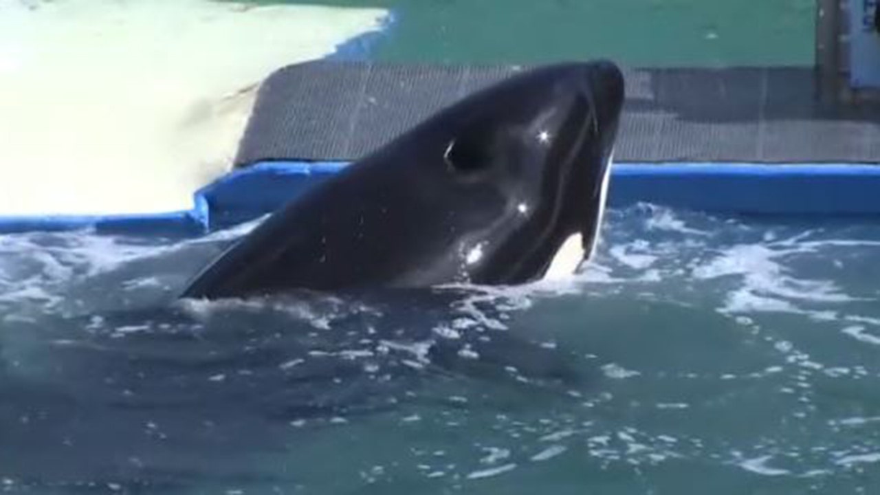 News :Lolita the orca returning to Puget Sound after 50 years of captivity