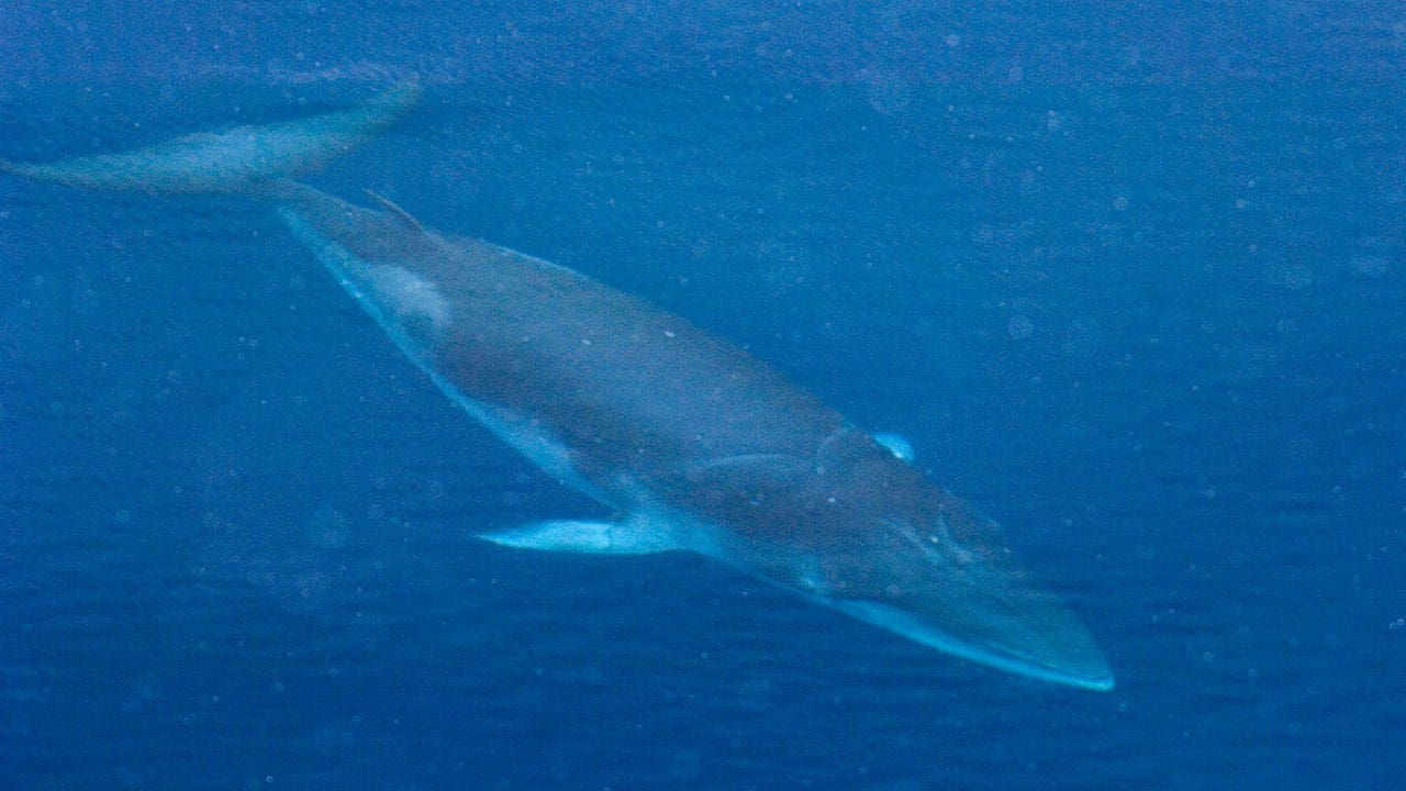 Laut einer Studie über Zwergwale, den kleinsten Riesen des Ozeans, können nur große Wale erfolgreich an der Longe fressen