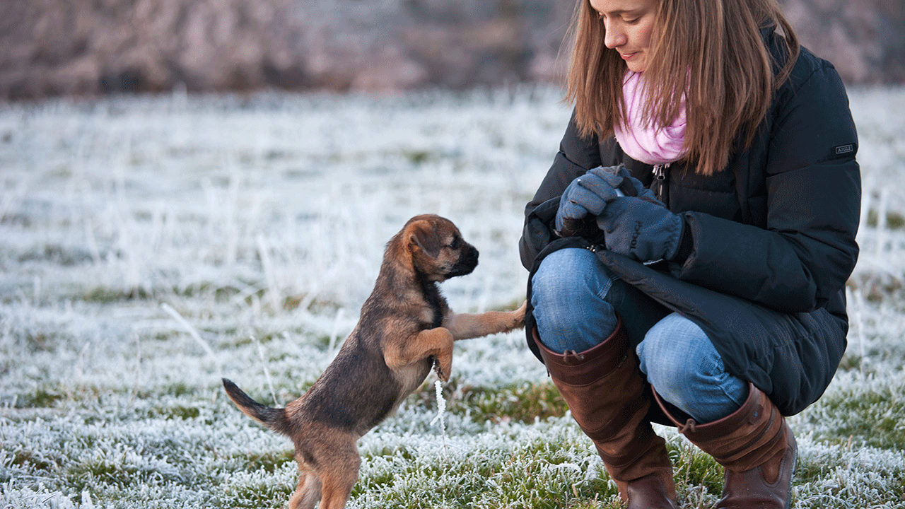 Puppy jumping up on owners leg 