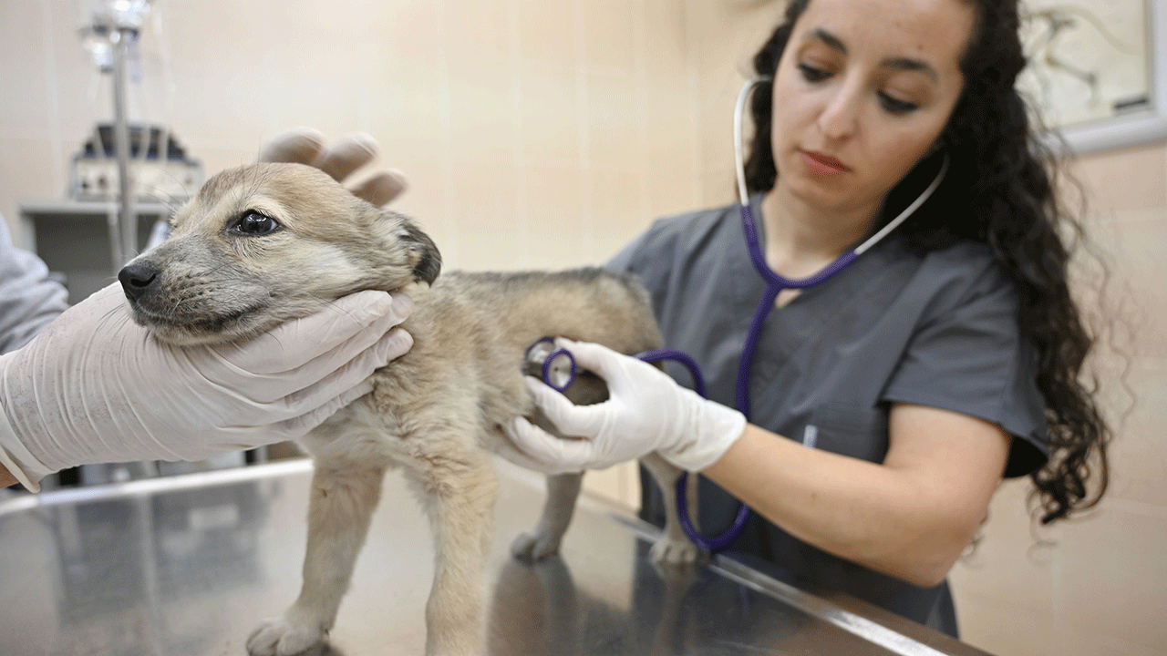 Puppy at the vet