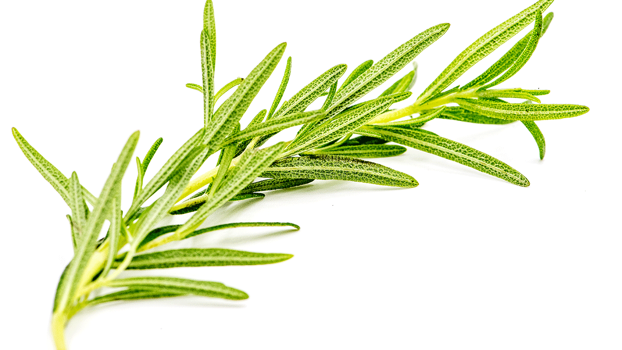 Rosemary is an easy herb to grow indoors. 