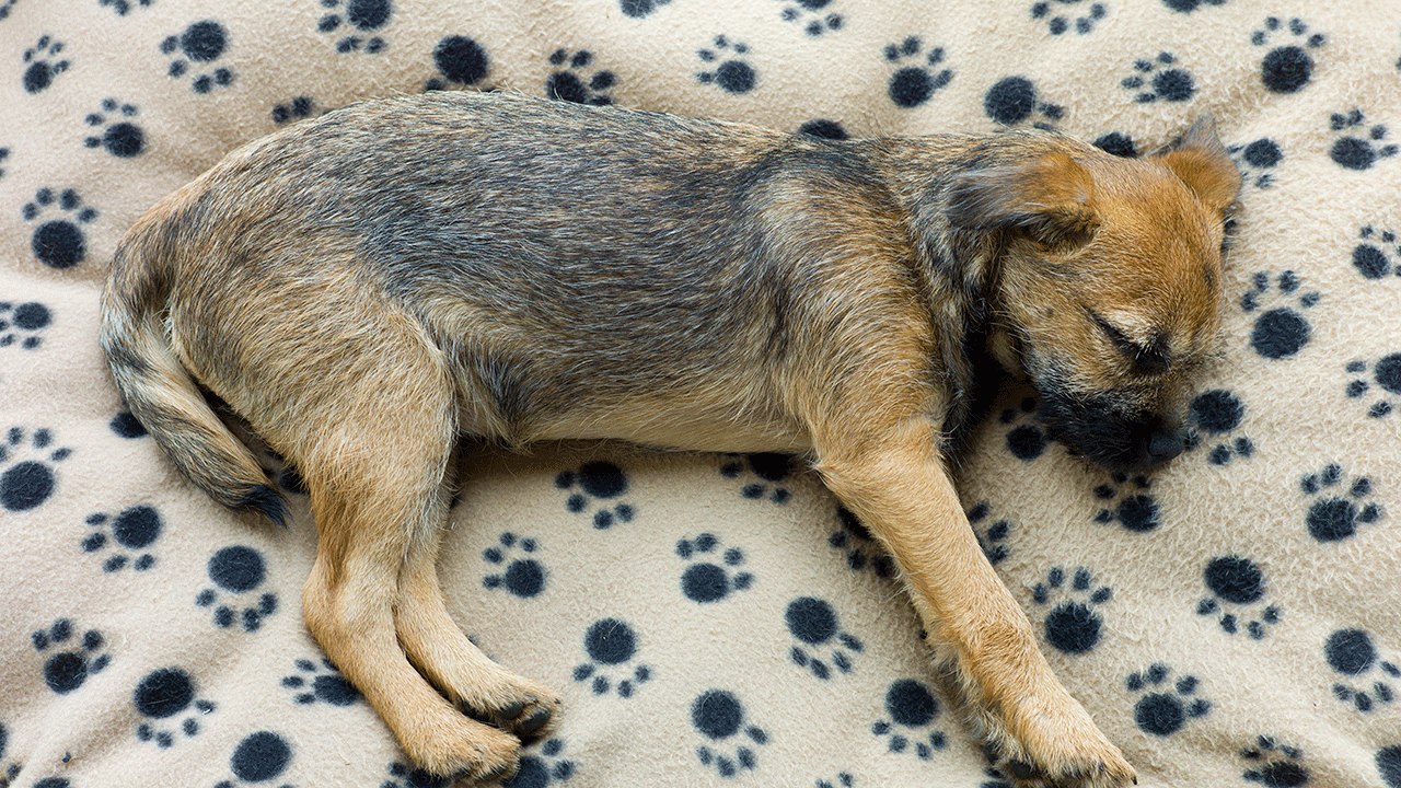 Border Terrier puppy sleeping