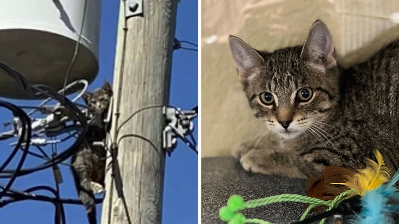 Florida kitten who was rescued from sky-high power pole is now searching for a home