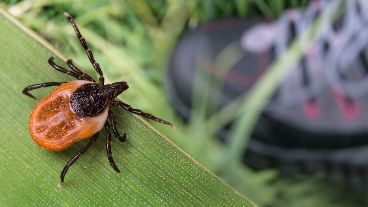 Rare tick-borne babesiosis disease on the rise in northeastern US, says CDC: Here's why