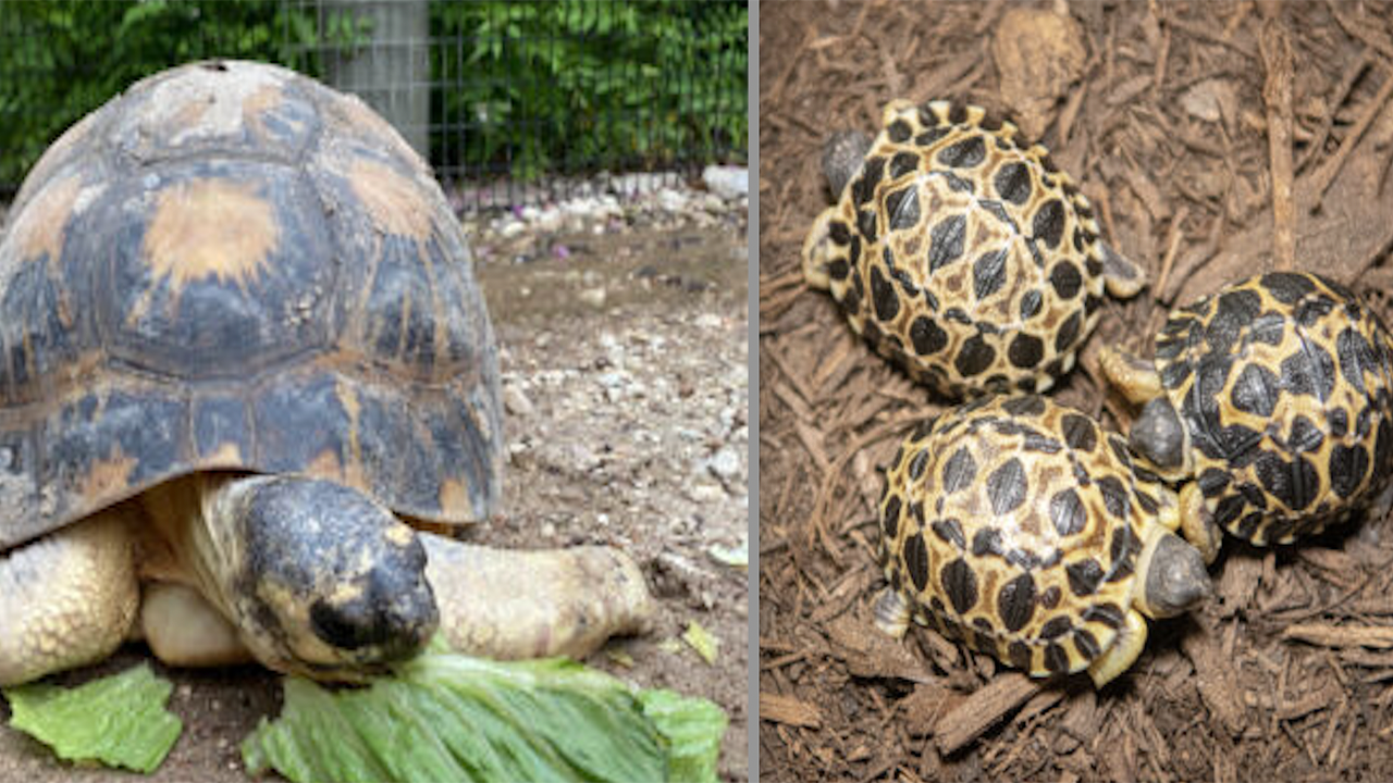 News :Houston Zoo’s 90-year-old tortoise ‘Mr. Pickles’ is a first-time father of three