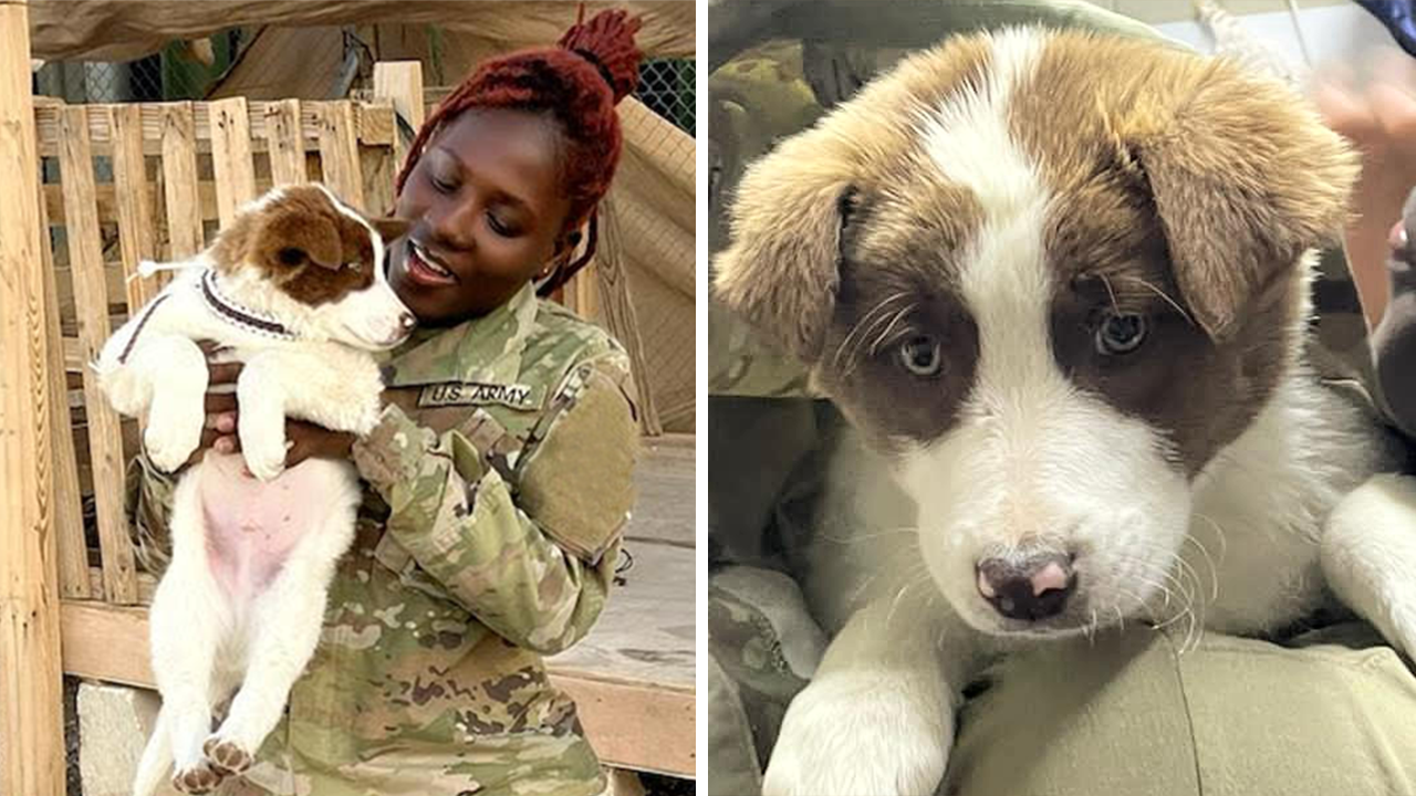 US Army specialist hopes to rescue helpless puppy found overseas