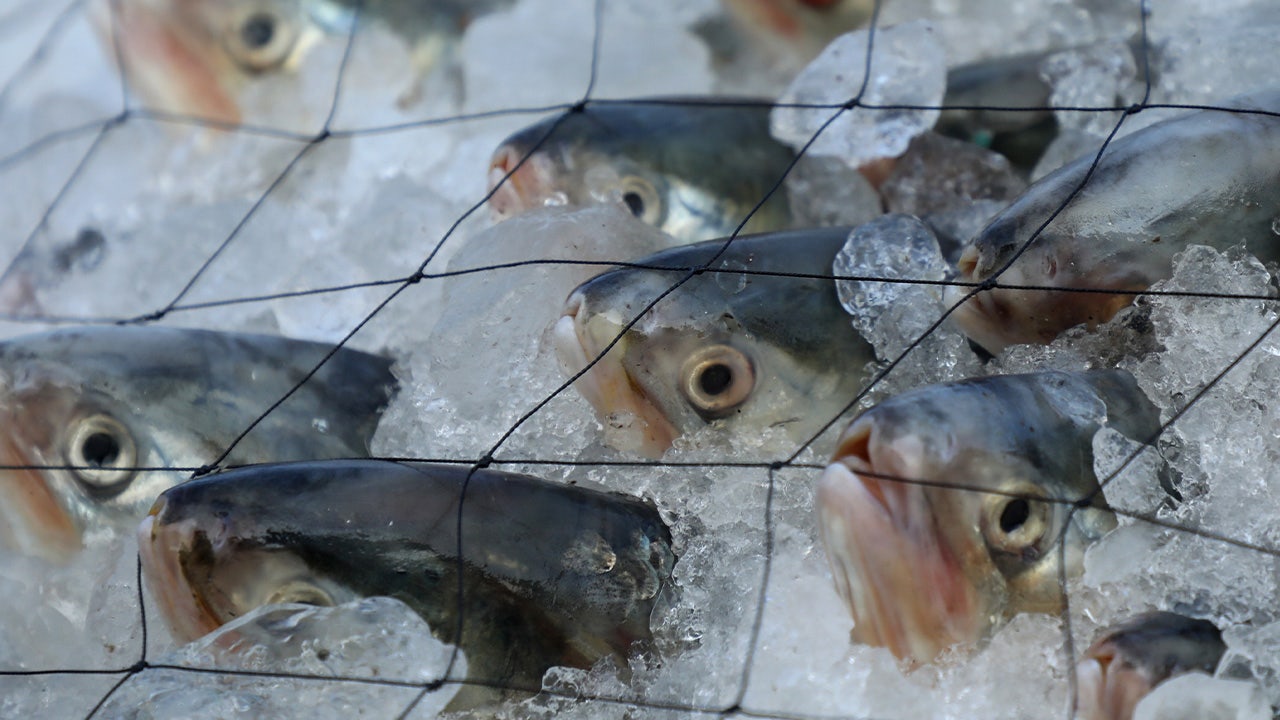 Michigan store employee assaulted with frozen fish: Police