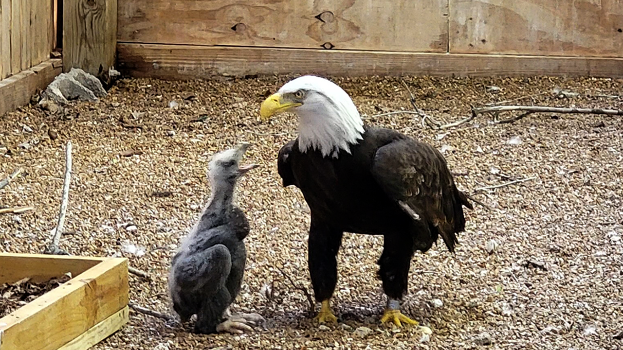 Eaglet chick peeps at foster dad, Murphy, for more food at the World Bird Sanctuary in Valley Park, Missouri, on April 13, 2023. (World Bird Sanctuary)