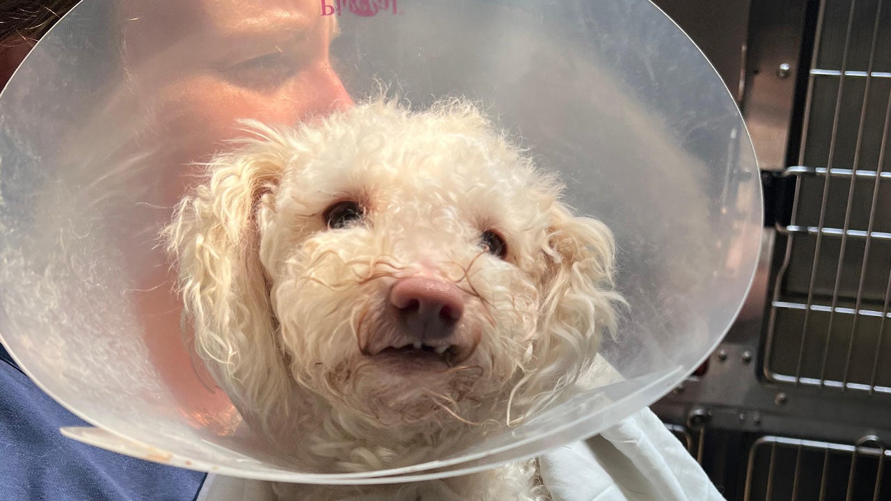 Toodles the poodle revived with Narcan after being found unconscious next to owner following fentanyl overdose