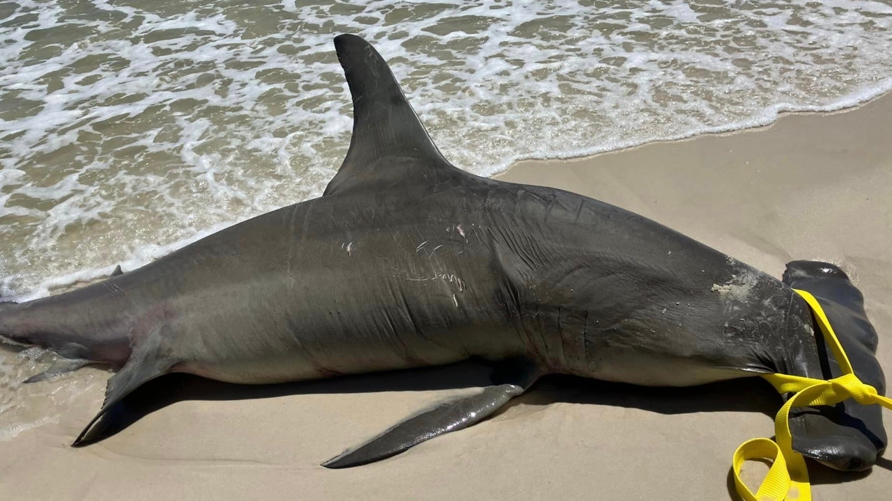 Critically endangered great hammerhead shark found dead on Alabama beach  was pregnant with 40 pups | Fox News