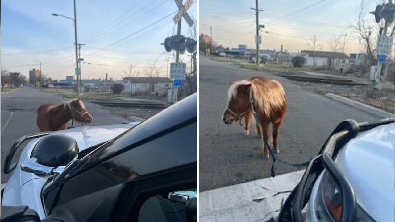 Detroit police rescue miniature pony seen wandering around city