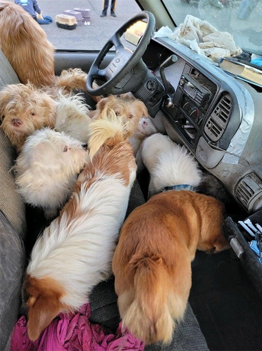 dozens-of-dead-dogs-cats-found-in-pick-up-truck-parked-at-new-jersey