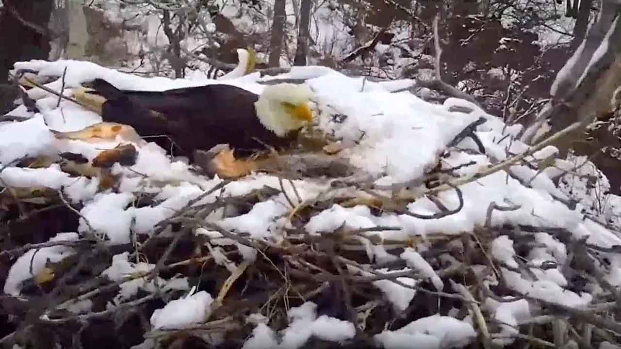 Minnesota EagleCam shows wind whipping nest out of tree, killing young