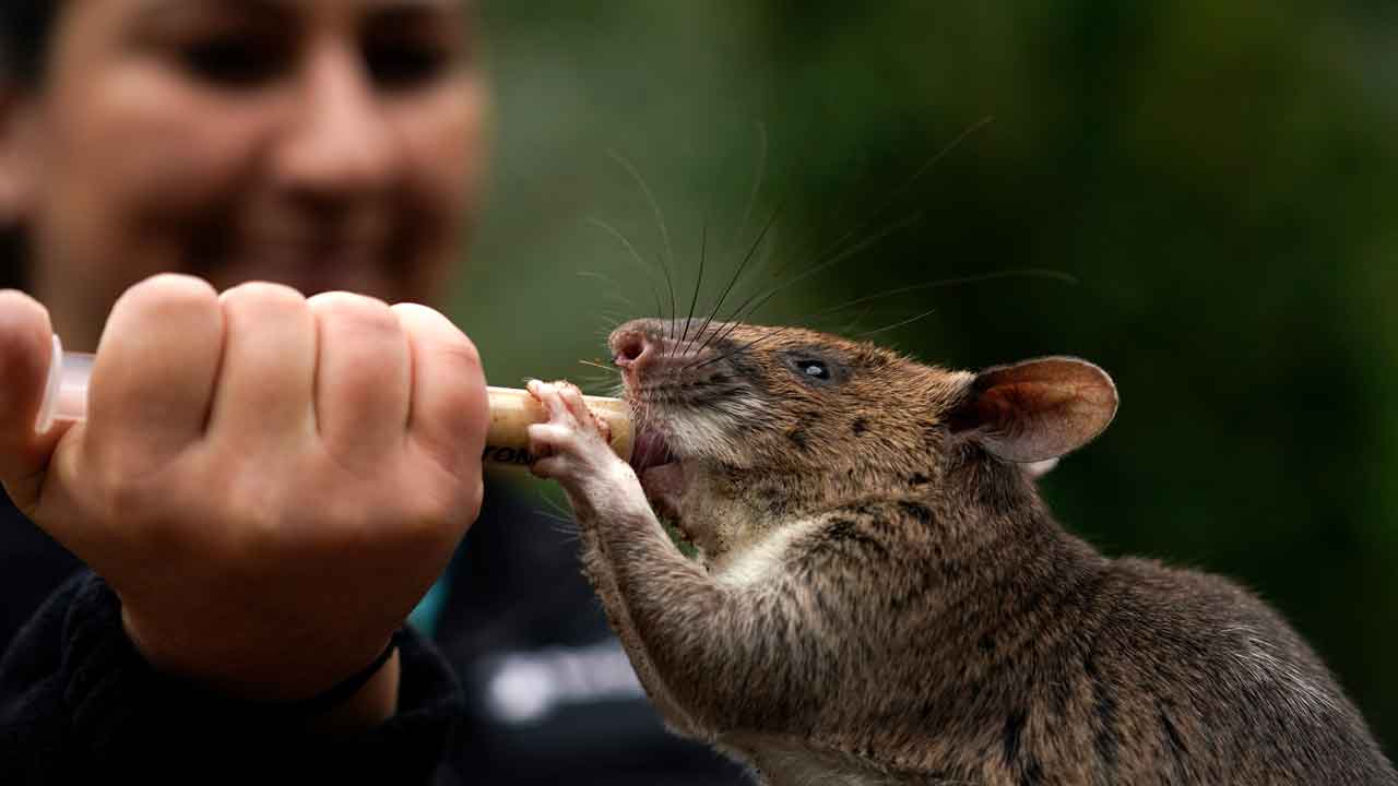 'Rat ambassadors' look to highlight the positive impact of the rodents as NYCs rat war continues